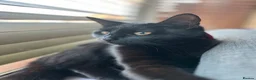 Domestic Shorthair cats for sale: Black female cat in Manchester - Advert 4