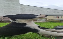 Border Collie dogs for sale: Border Collie Pups For Sale - Image 4