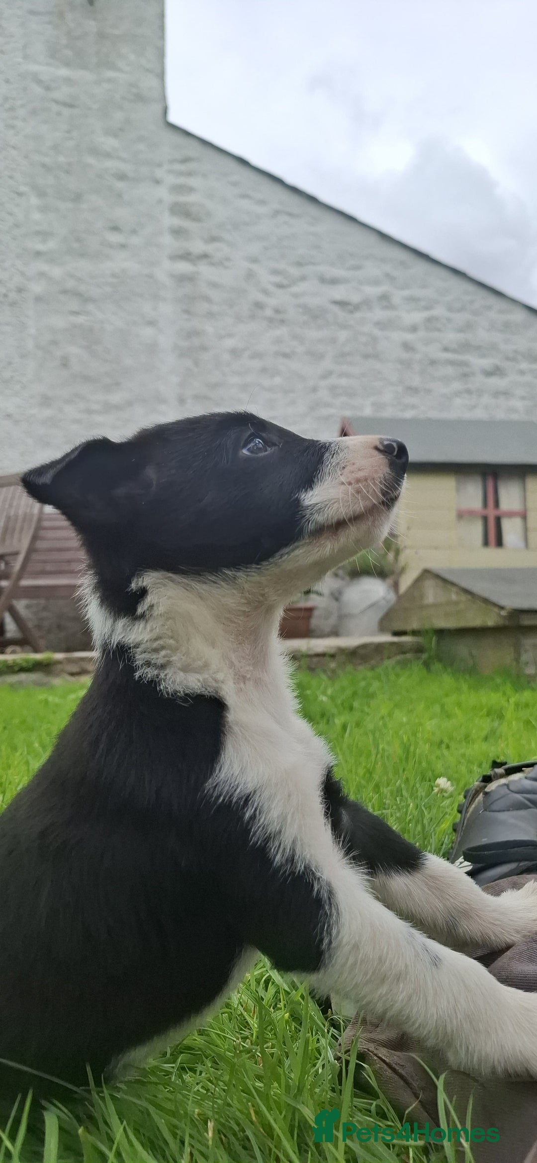 Border Collie dogs for sale: Border Collie Pups For Sale - Image 4