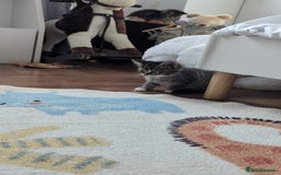 British Shorthair cats for sale: Beautiful British short hair  - Image 5