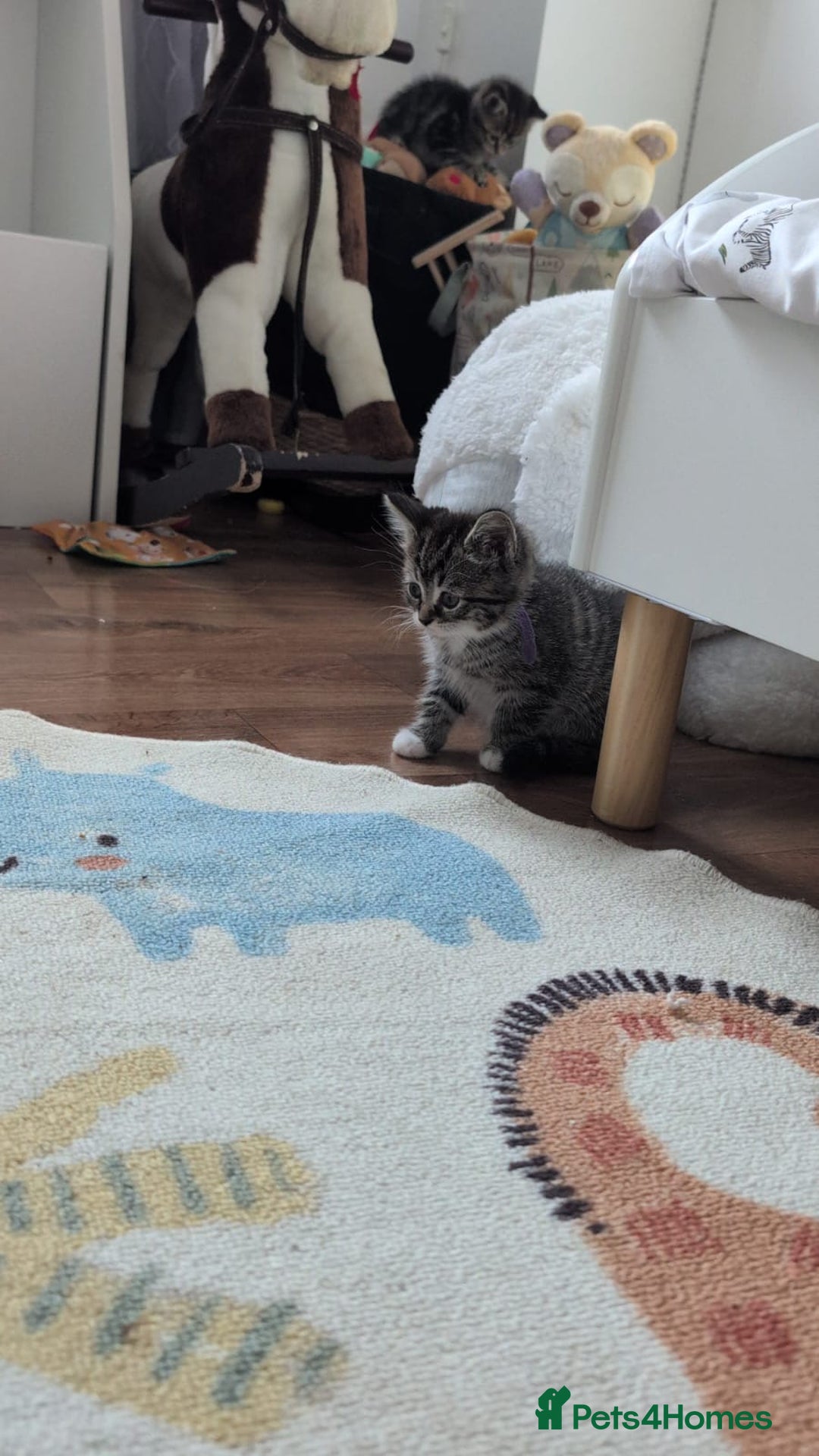 British Shorthair cats for sale: Beautiful British short hair  - Image 5