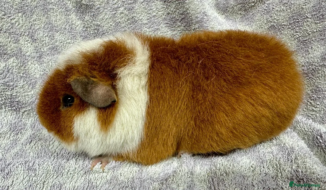 Guinea Pig rodents for sale: Gorgeous Teddy Guinea Pigs Available - Advert 4