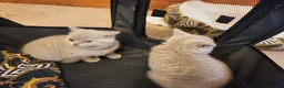 British Shorthair cats for sale: British shorthair kittens ready to leave now  - Advert 5