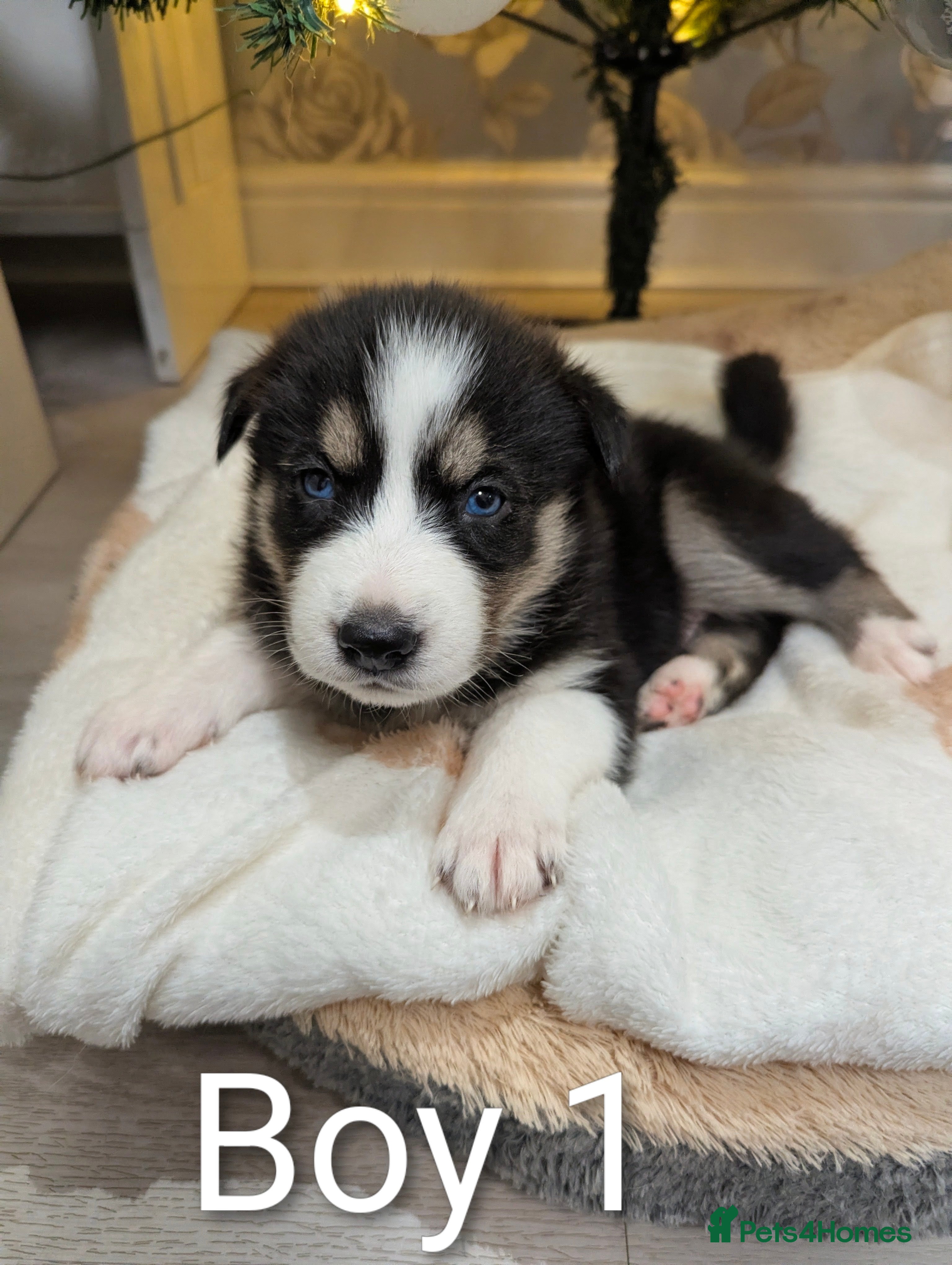 Siberian Husky dogs Stunning Siberian Husky Puppies for Sale 🐾 - Advert 5