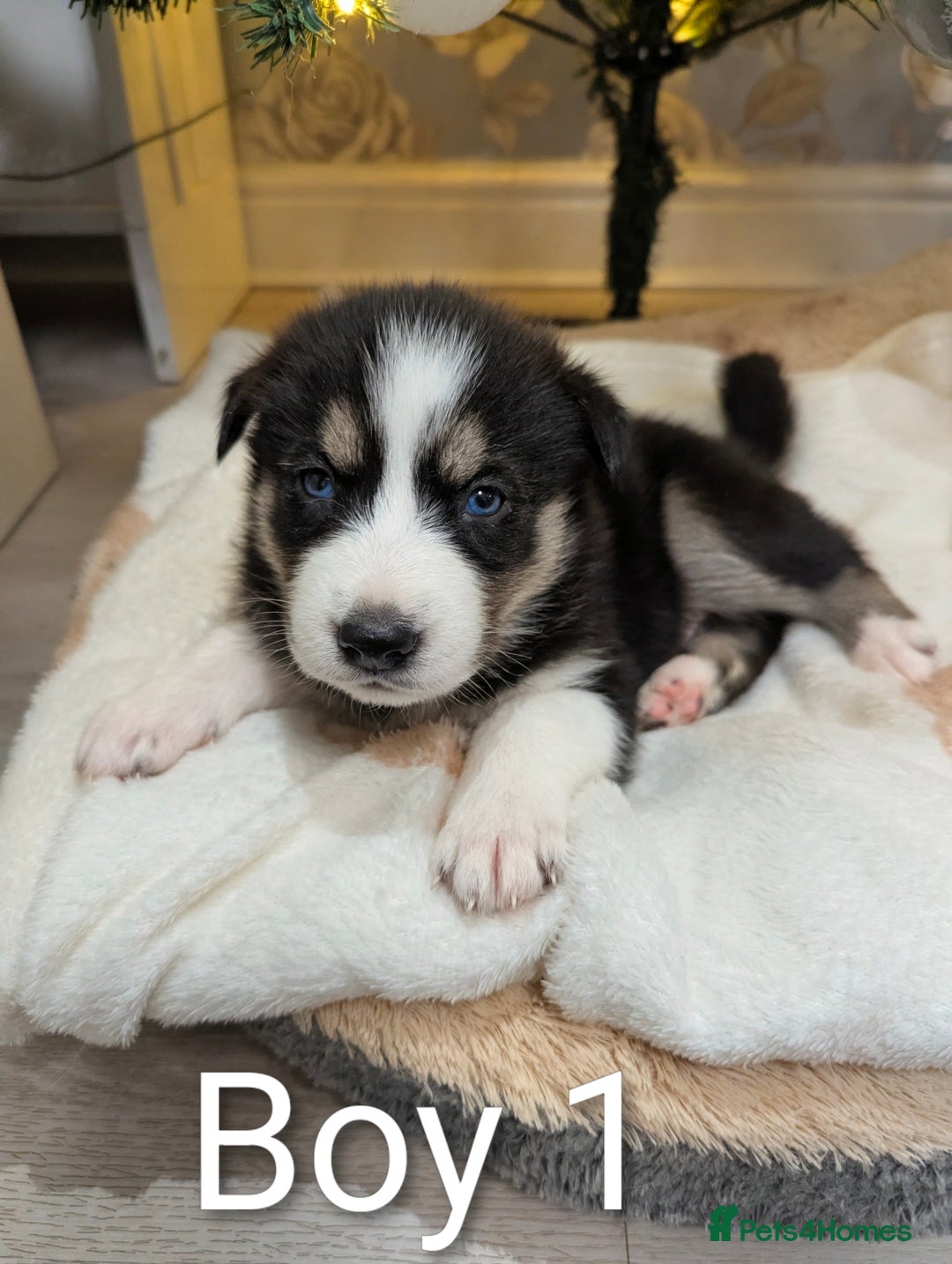 Siberian Husky dogs for sale: Stunning Siberian Husky Puppies for Sale 🐾 - Advert 1