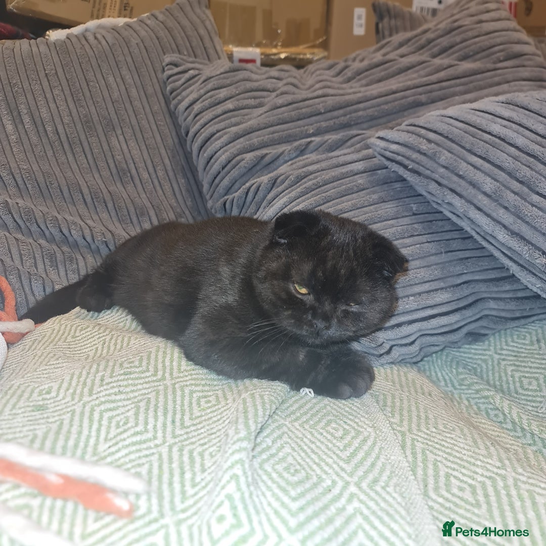 Scottish Fold cats for sale: Scottish Folds  4 Male 1 Female - Advert 4