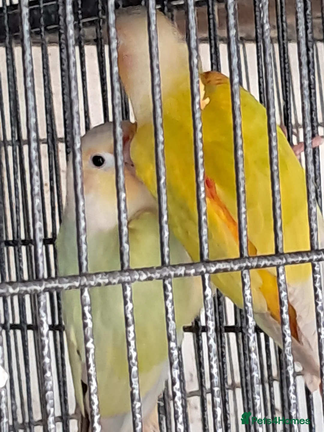 Conures birds for sale: Young Conures - Advert 2