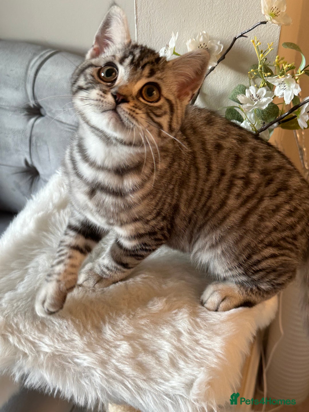 British Shorthair cats for sale: SILVER TABBIES - Registered & Full Pedigree - Image 14