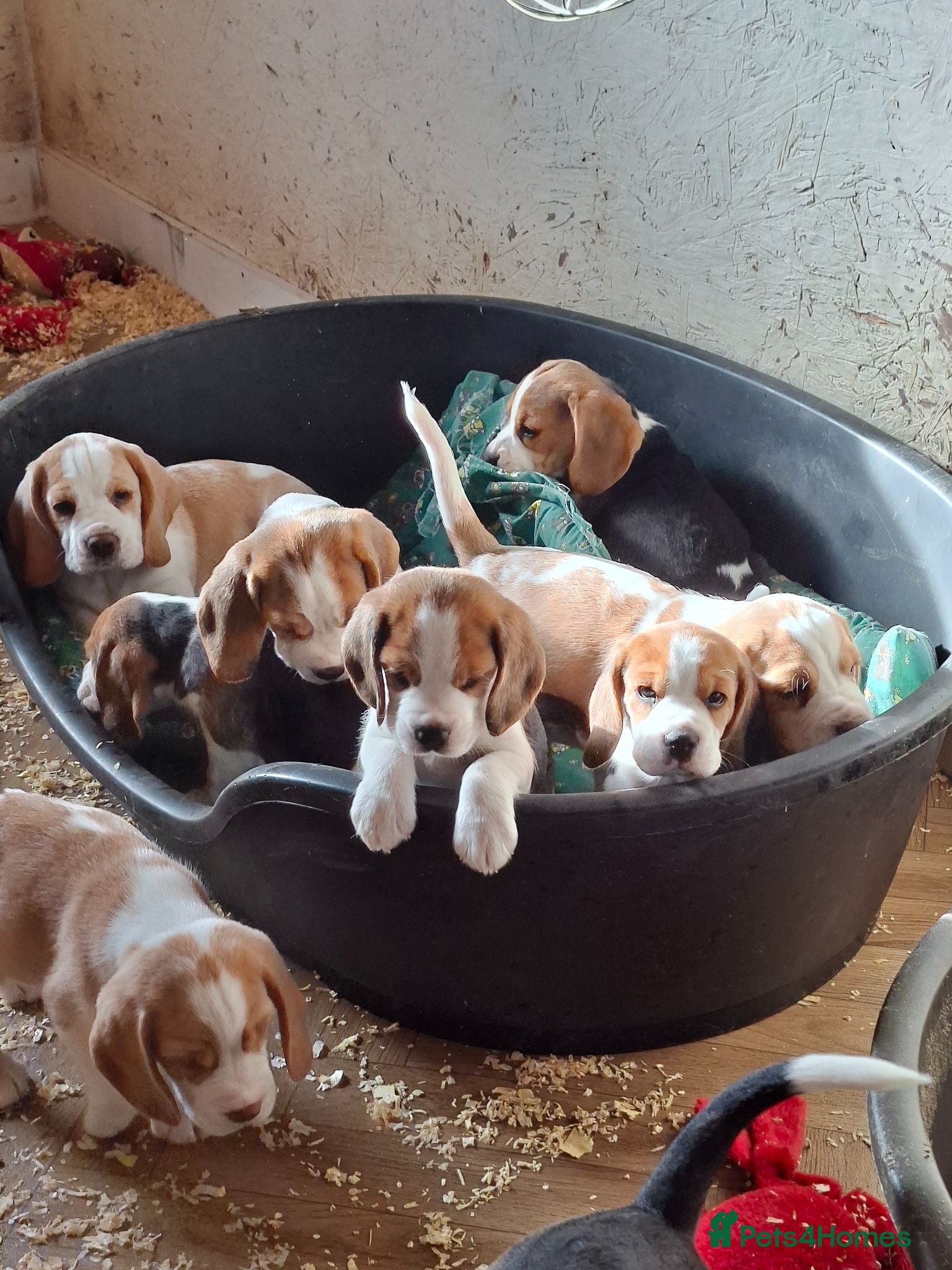 Beagle dogs Beagle puppies ready now - Advert 1
