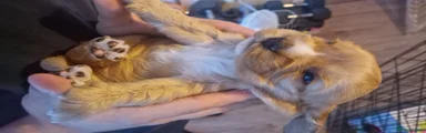 Cocker Spaniel 3