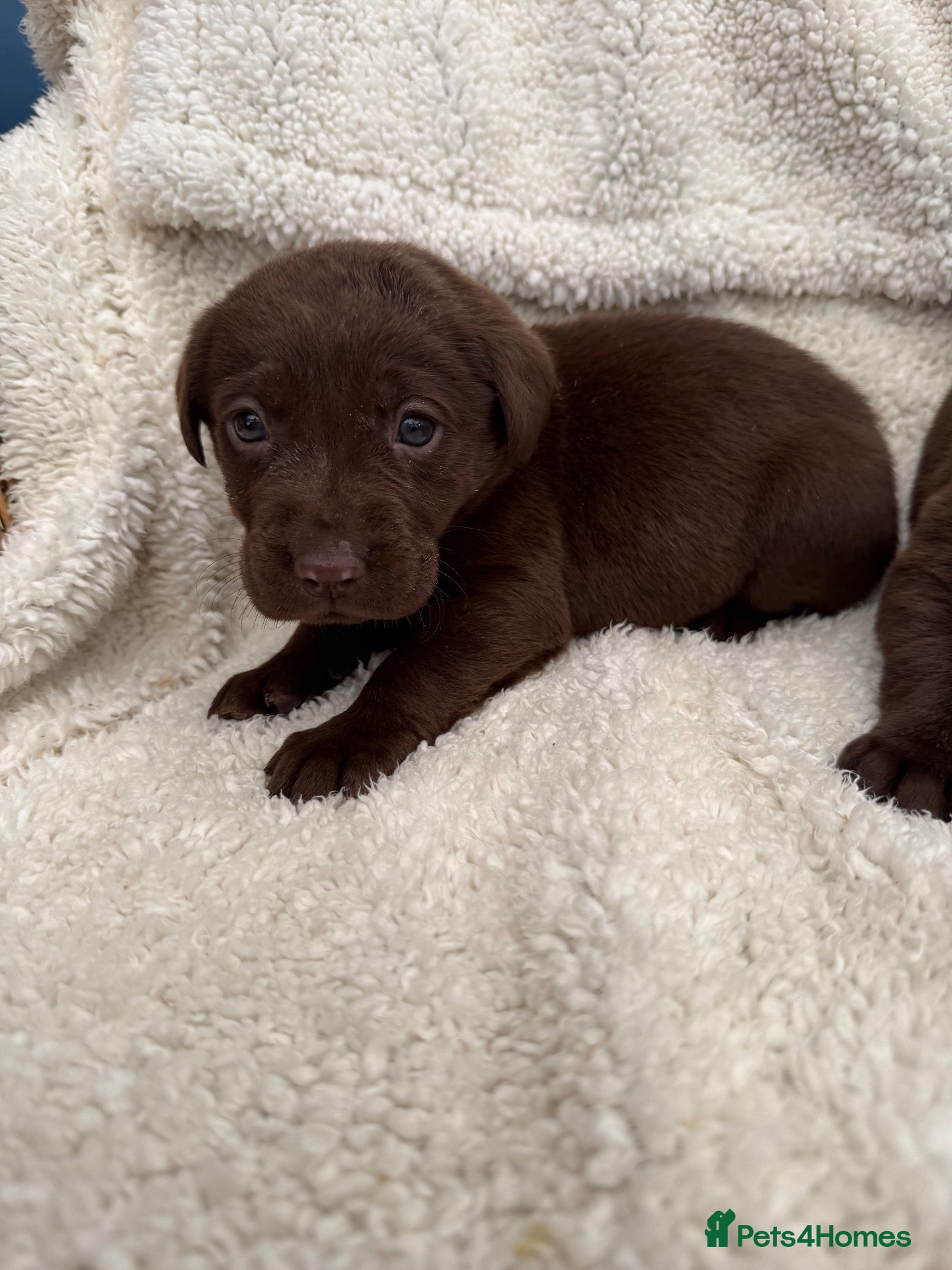Labrador Retriever dogs Chocolate Labrador Puppies - Advert 1