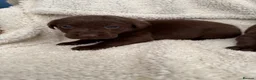 Labrador Retriever dogs for sale: Chocolate Labrador Puppies - Advert 1