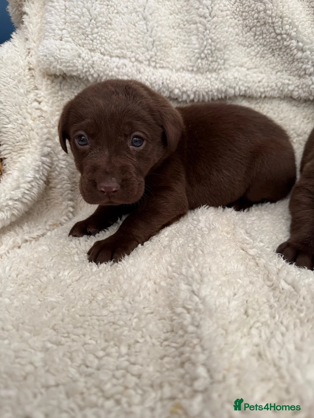 Labrador Retriever dogs for sale: Chocolate Labrador Puppies - Advert 1