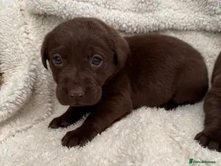 Labrador Retriever dogs Chocolate Labrador Puppies - Advert 1