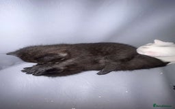 British Shorthair cats for sale: Beautiful British shorthair cross kittens  - Image 3