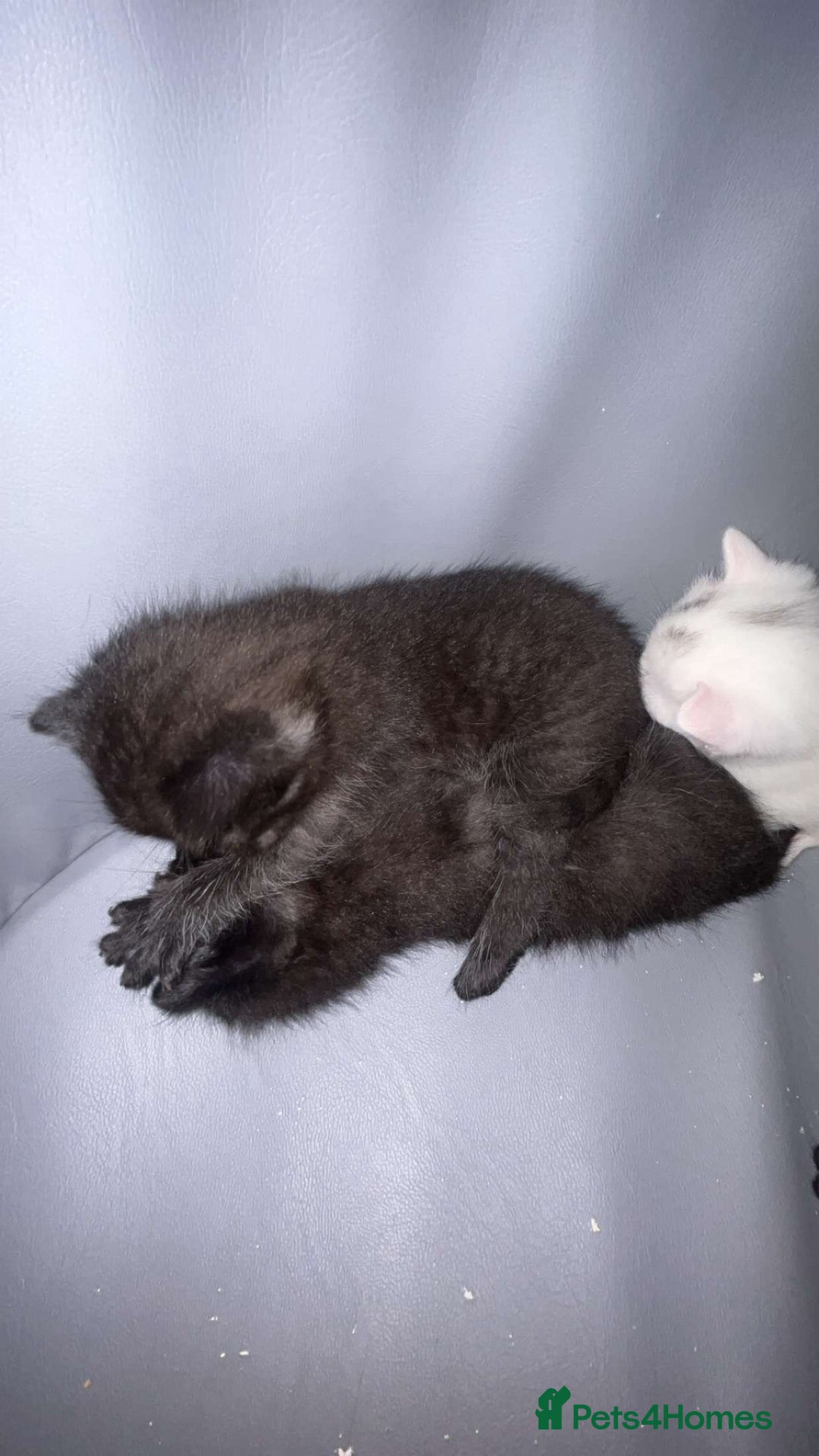 British Shorthair cats for sale: Beautiful British shorthair cross kittens  - Image 3