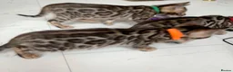 Bengal cats for sale: TICA Registered Bengal Kittens - Advert 22