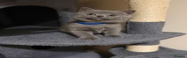 British Shorthair Kitten 1