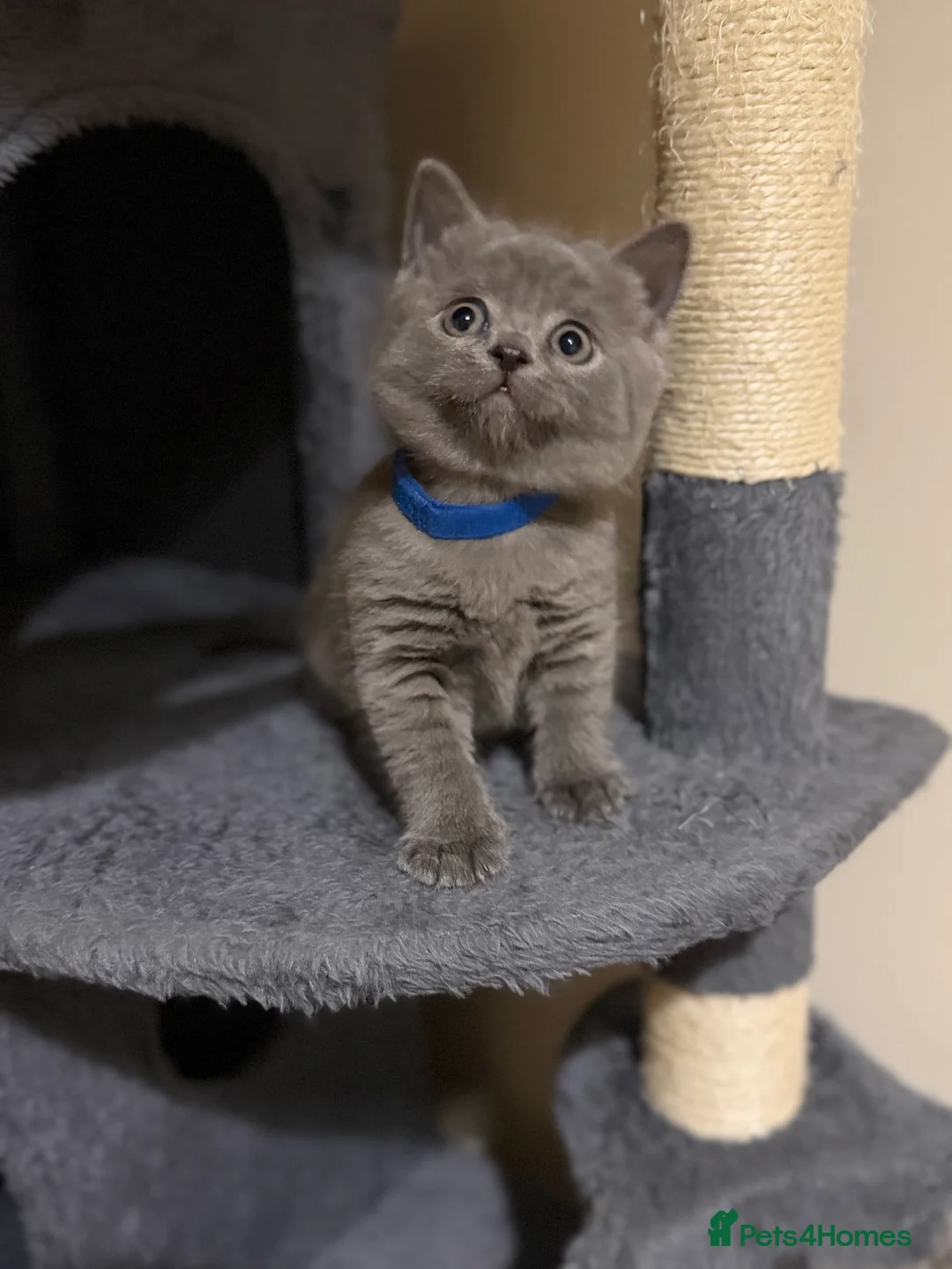British Shorthair cats for sale: Adorable British short hair - Advert 2