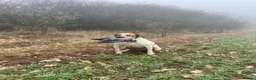 Pointer dogs for sale: Pointer pups | Working & Champion Bloodlines  - Advert 23