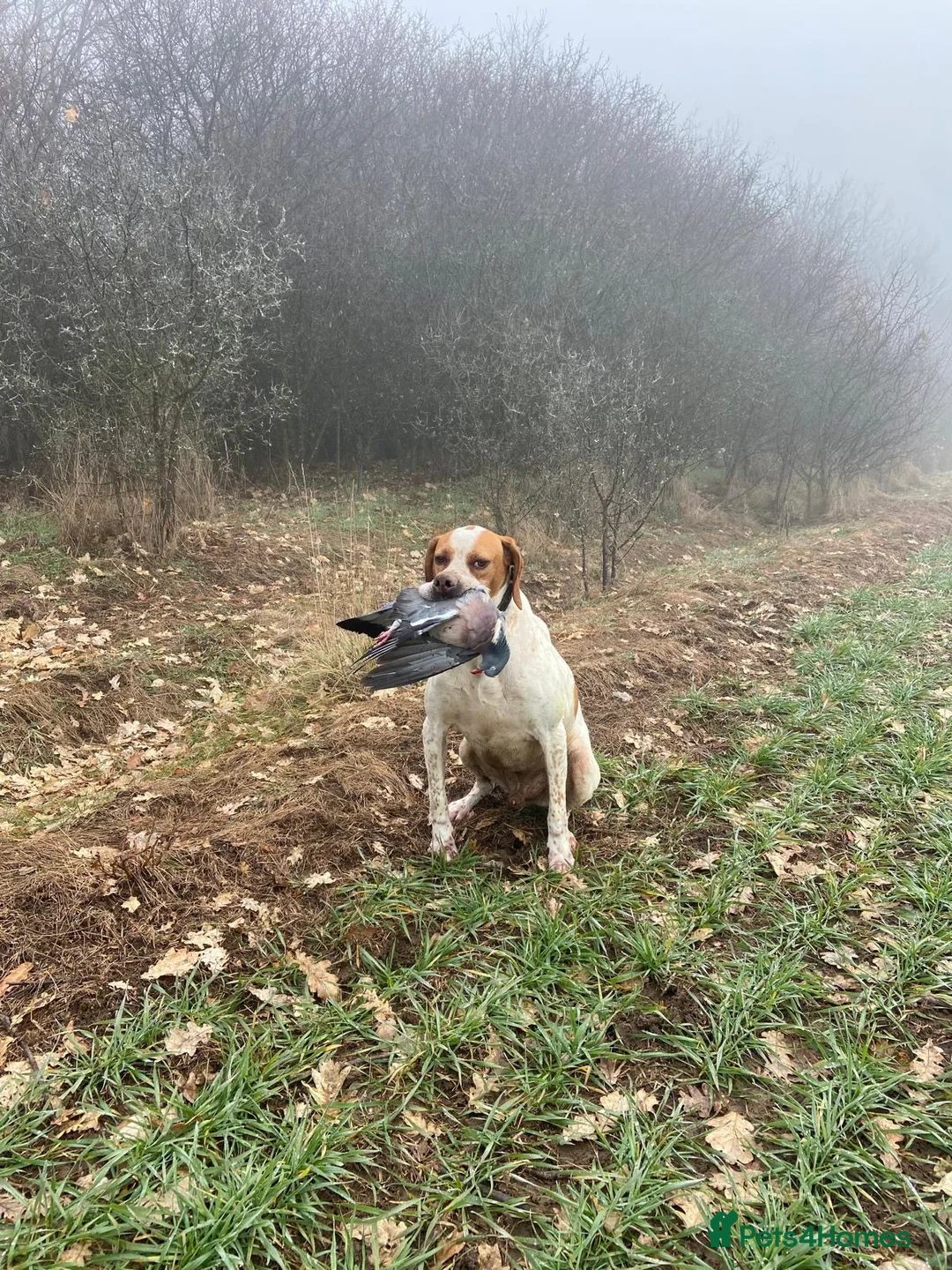 Pointer dogs for sale: Pointer pups | Working & Champion Bloodlines  - Advert 23