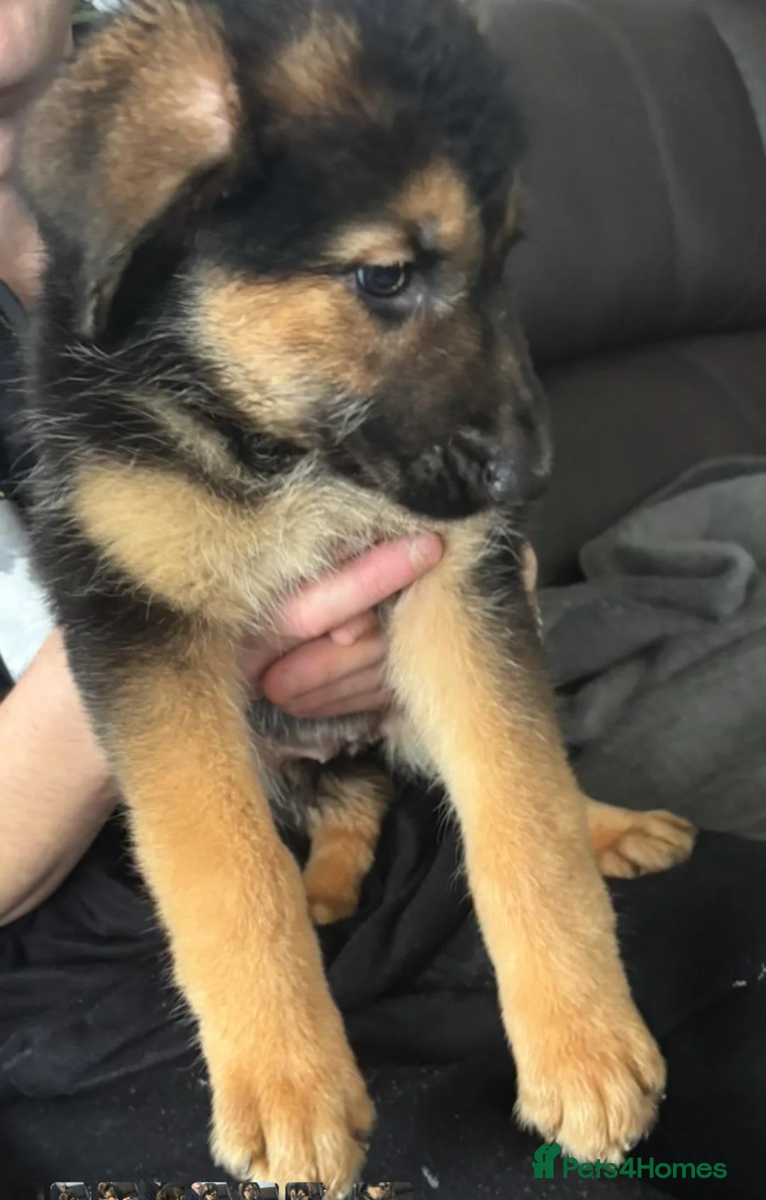 Mixed Breed dogs for sale: Intelligent & Loyal Shepadoodle Puppies - Advert 11