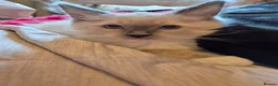 Ragdoll cats for sale: Cute purebred blue point mitted ragdoll kitten  - Advert 10