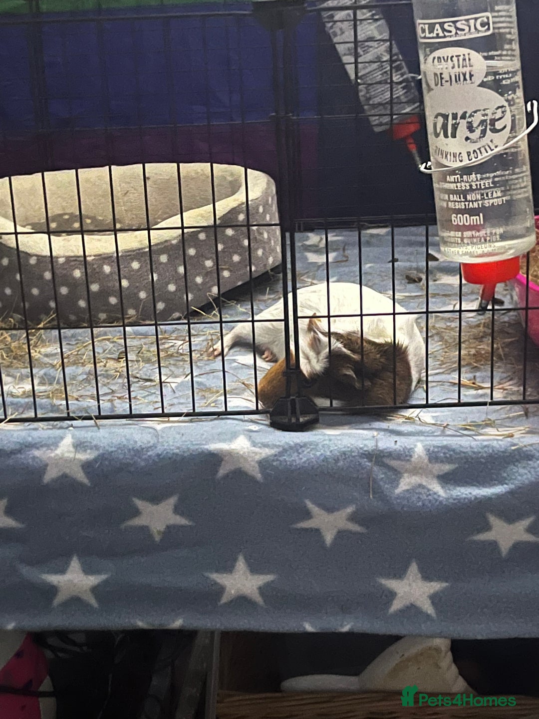 Guinea Pig rodents for sale: 2 male guinea pigs - Image 6