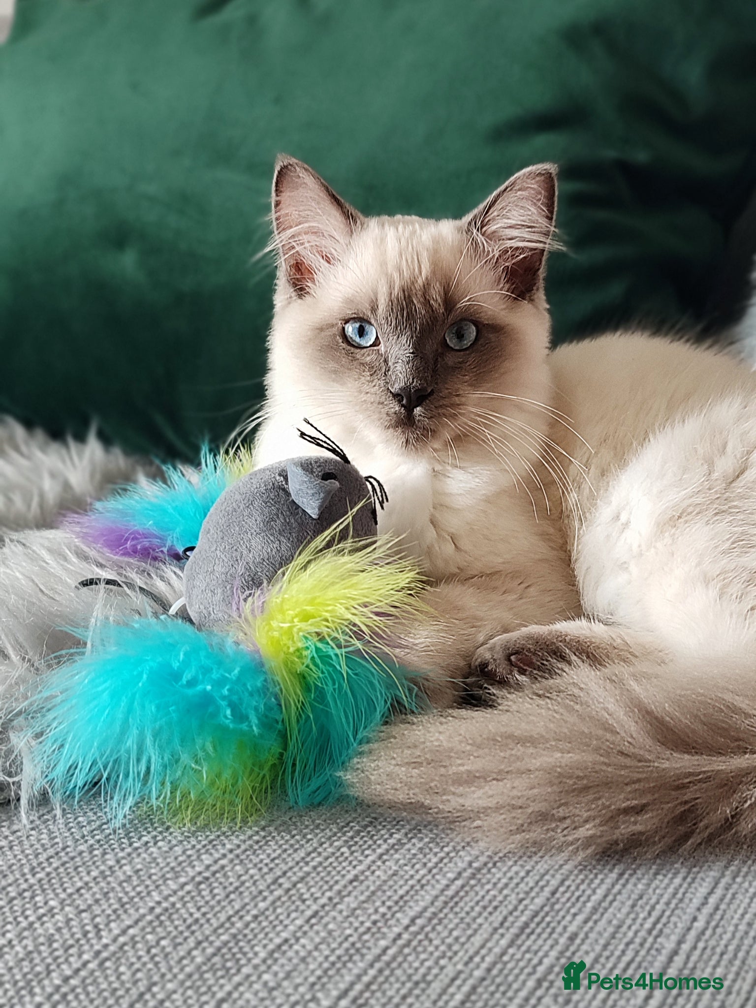 Ragdoll cats for sale: Beautiful Blue Point Ragdoll – 1 Year Old - Advert 1