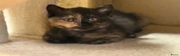 British Shorthair cats for sale: GCCF BSH Kittens - Champion Bloodlines - Advert 5