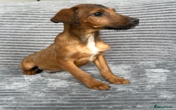 Mixed Breed dogs for sale: Adorable spaniel cross babies - Image 5