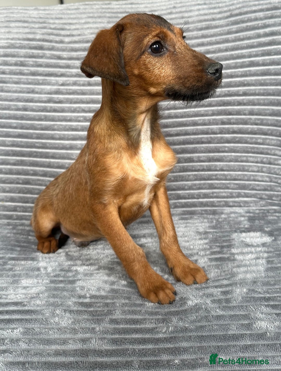 Mixed Breed dogs for sale: Adorable spaniel cross babies - Image 5