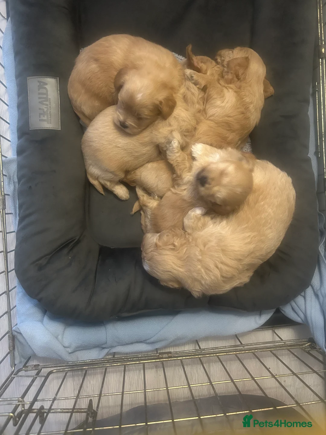 Maltipoo dogs for sale: Multipoo - Advert 5