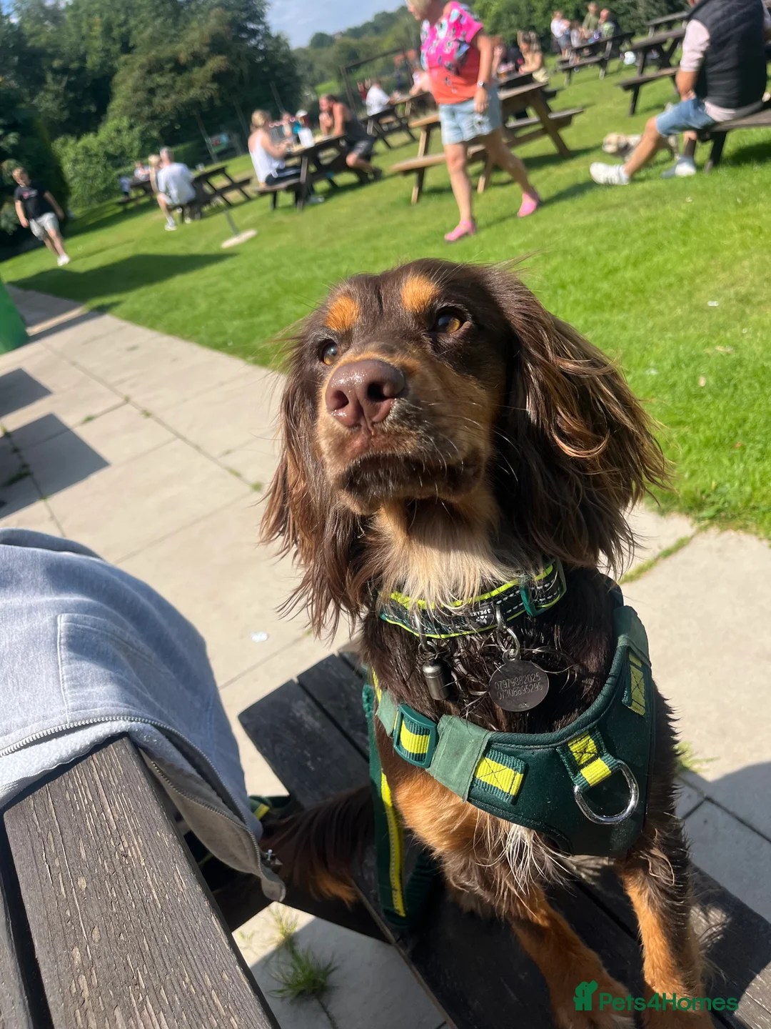 American Cocker Spaniel dogs for sale: Cocker spaniel  - Advert 1