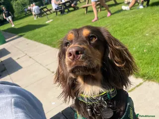 American Cocker Spaniel dogs Cocker spaniel - Advert 3