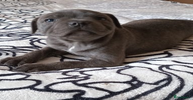 Staffordshire Bull Terrier dogs - Advert 2