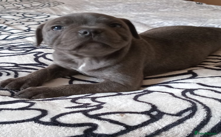 Staffordshire Bull Terrier dogs - Advert 1