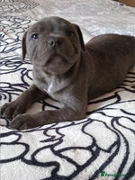 Staffordshire Bull Terrier dogs - Advert 2