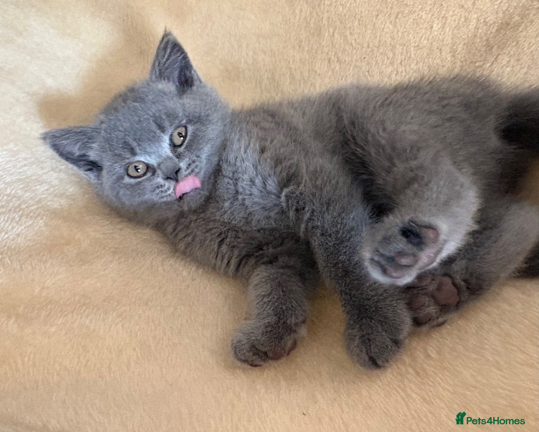 British Shorthair cats READY NOW Only 2 Adorable,Unique BSH female kitten - Advert 2