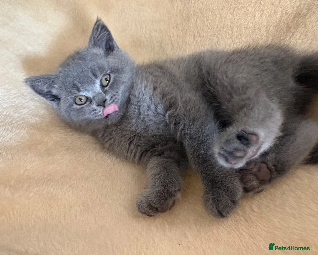 British Shorthair cats for sale: British Short Hair Blue and Lilac Adorable Kittens - Advert 2