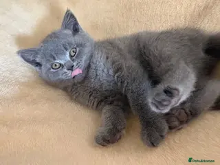 British Shorthair cats GREAT PRICE Pedigree,Vaccinated BSH kittens - Advert 1