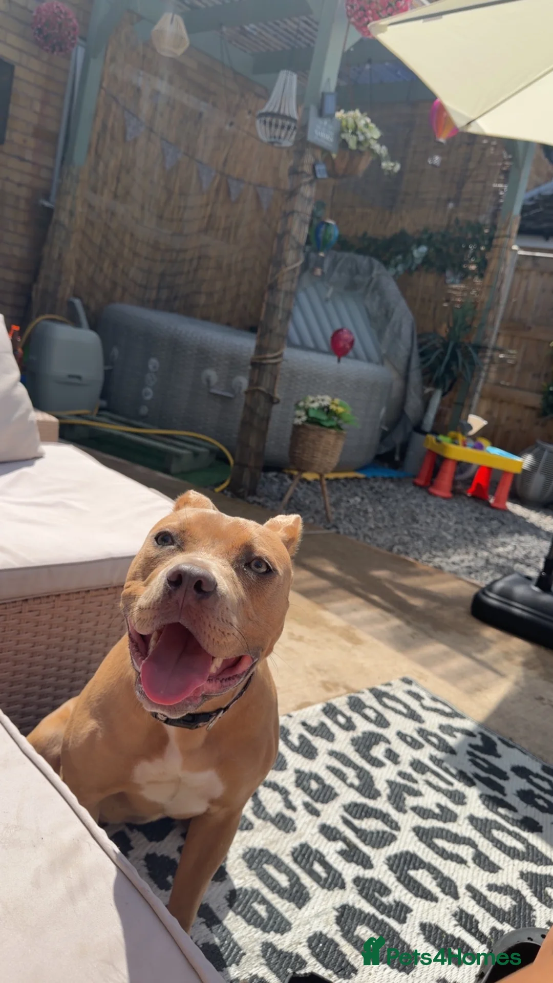 Staffordshire Bull Terrier dogs for sale: Nyla (staffishire bull terrier cross breed)  - Advert 2