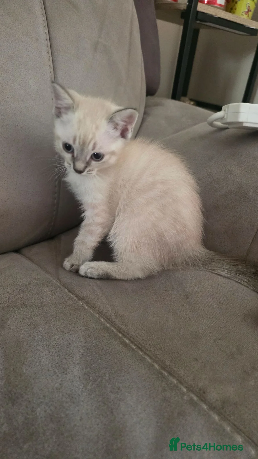 Ragdoll cats for sale: Ragdoll cross kittens  - Advert 16