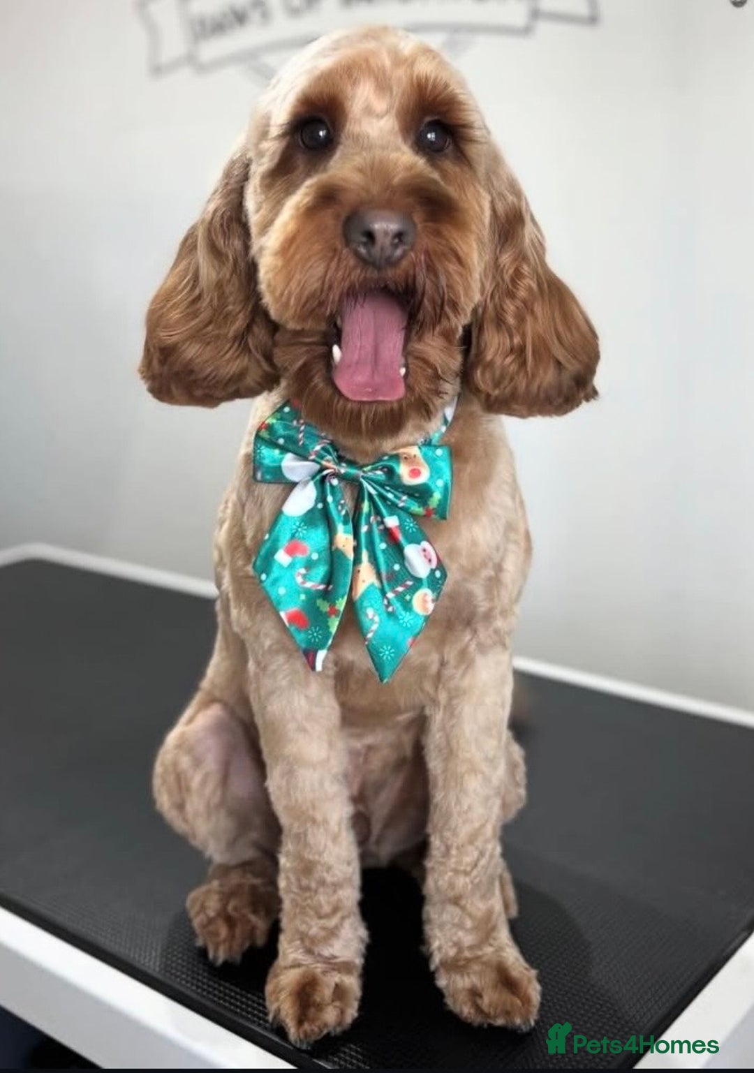 Cockapoo dogs for sale: 2 year old male cockapoo - Advert 1