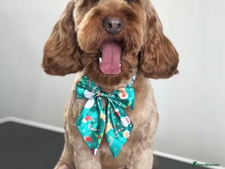 Cockapoo dogs 2 year old male cockapoo - Advert 1