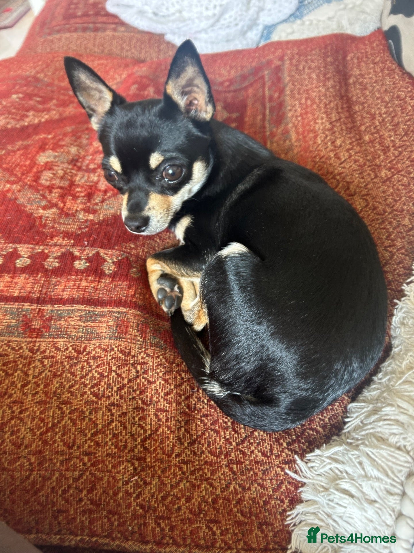 Chihuahua dogs 10 month old Black & Tan Chihuahua  - Advert 2