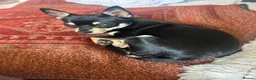Chihuahua dogs for sale: 10 month old Black & Tan Chihuahua  in Okehampton - Advert 1