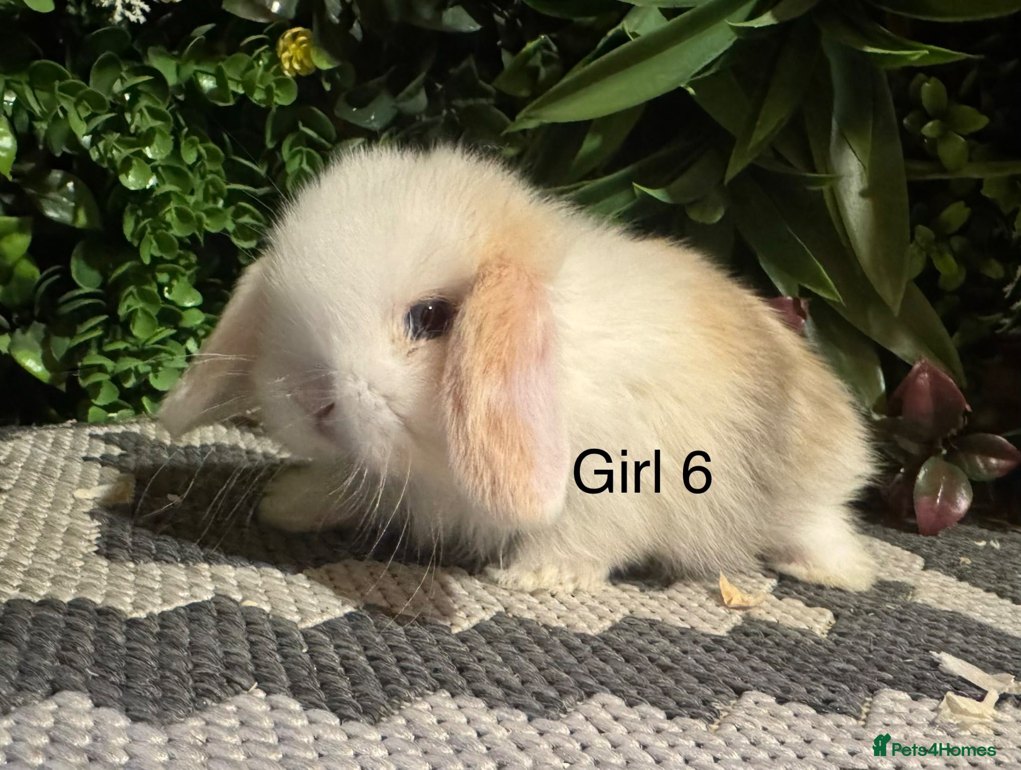Mini Lop rabbits ⭐️MINI LOPS ready to preorder ⭐️ - Advert 2