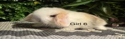 Mini Lop rabbits for sale: ⭐️MINI LOPS ready to preorder ⭐️ - Advert 2