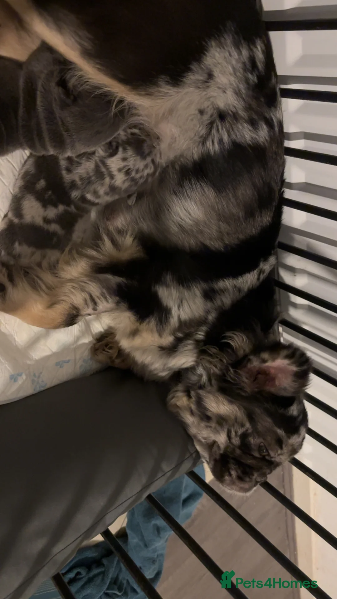 French Bulldog dogs for sale: Possibly fluffy frenchies - Advert 3